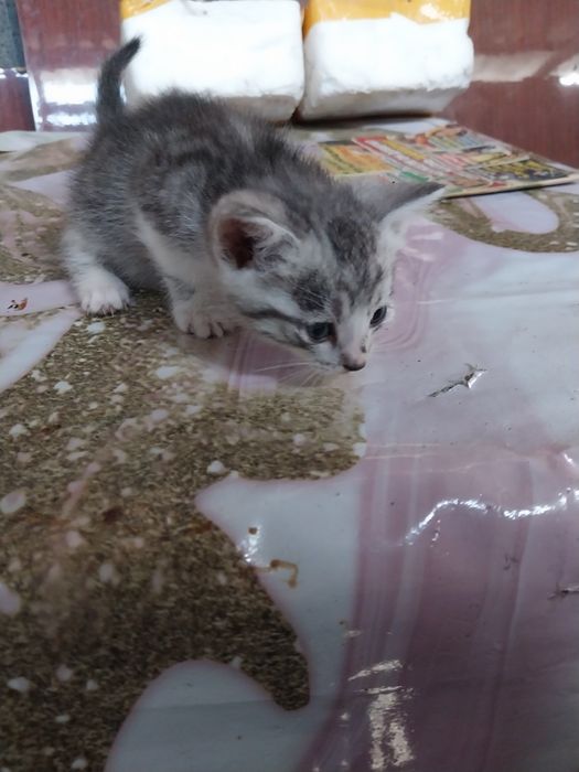 Отдам котят в добрые руки