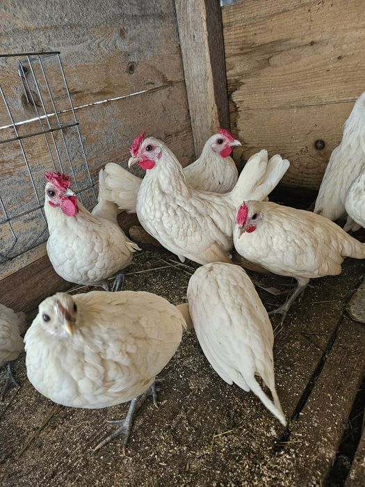 Sebright alb de vânzare