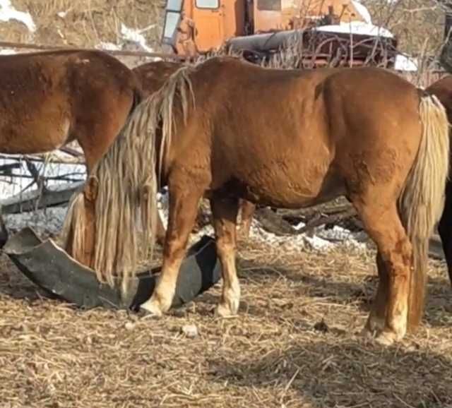 Жеребец 9 лет ,хорошо держит косяк