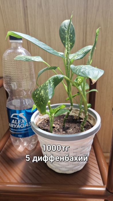 Диффенбахия, драцена, фикус Бенджамина
