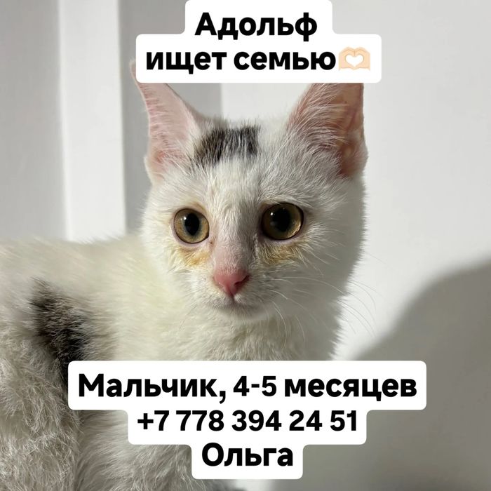2 котенка, 4-5 месяцев