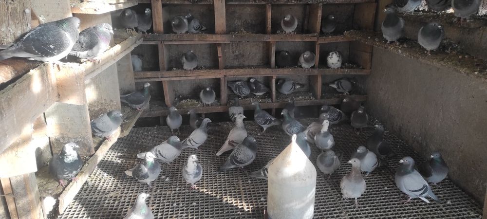 Vand porumbei voiajori