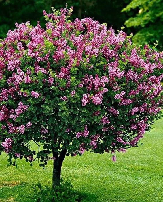 Pomi Ornamentali LILIAC ( Syringa Tip Copăcel)la ghiveci
