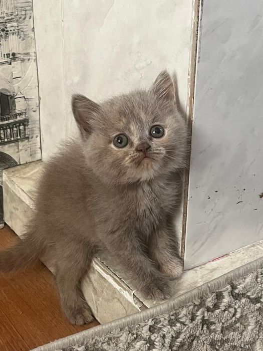 Продаются британские котята