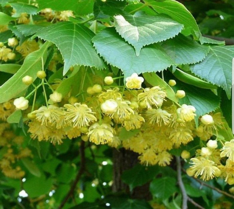 Pomi tei de floare si parfum ( Altoit )