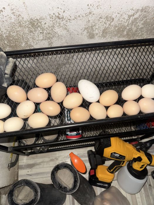 Домашние яйца актау