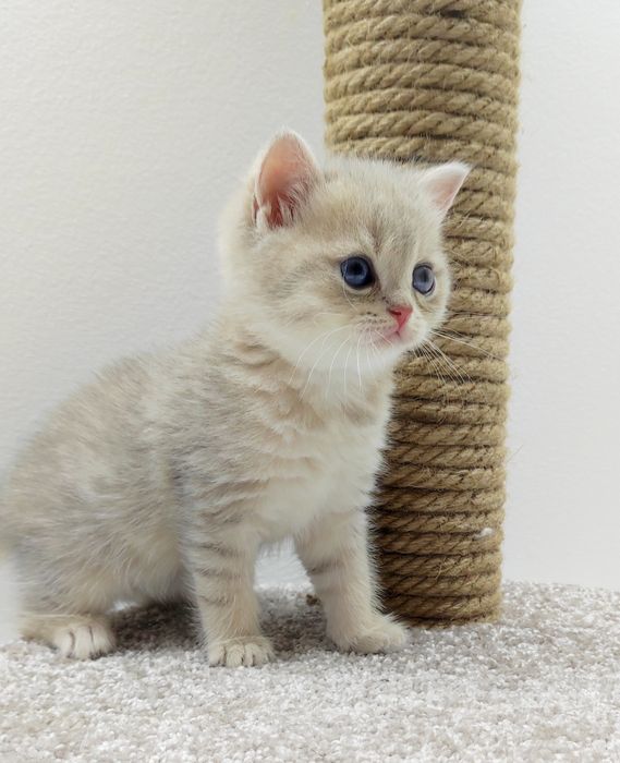коТики  БриТансКие
