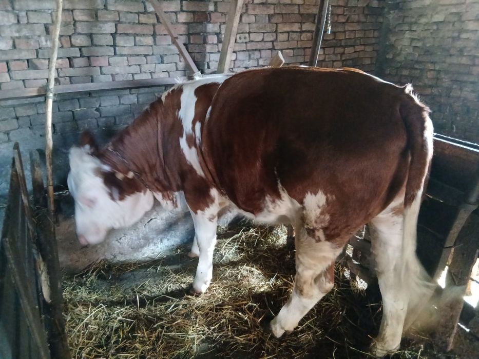 Vînd junică, se află în jud, Timișoara
