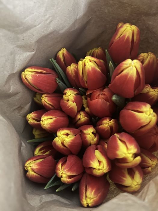 Тюльпаны 700 доставка десплатно