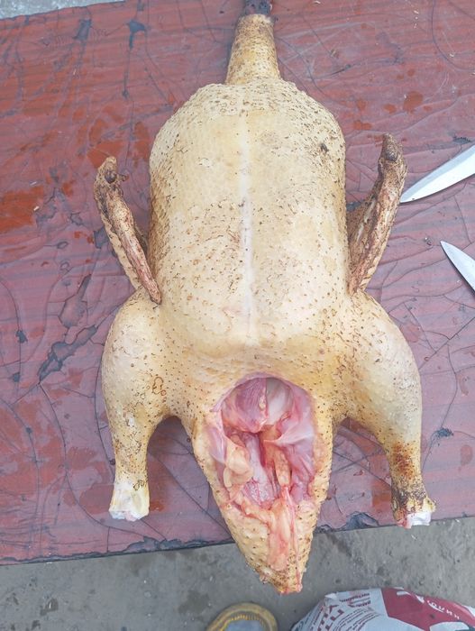Продам мясо домашних индоуток