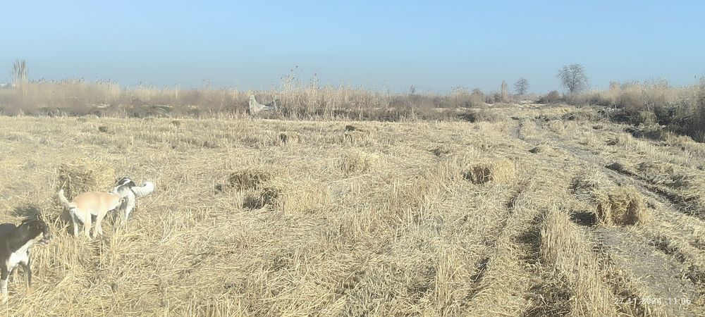 Продаю тюки рисовой соломы.