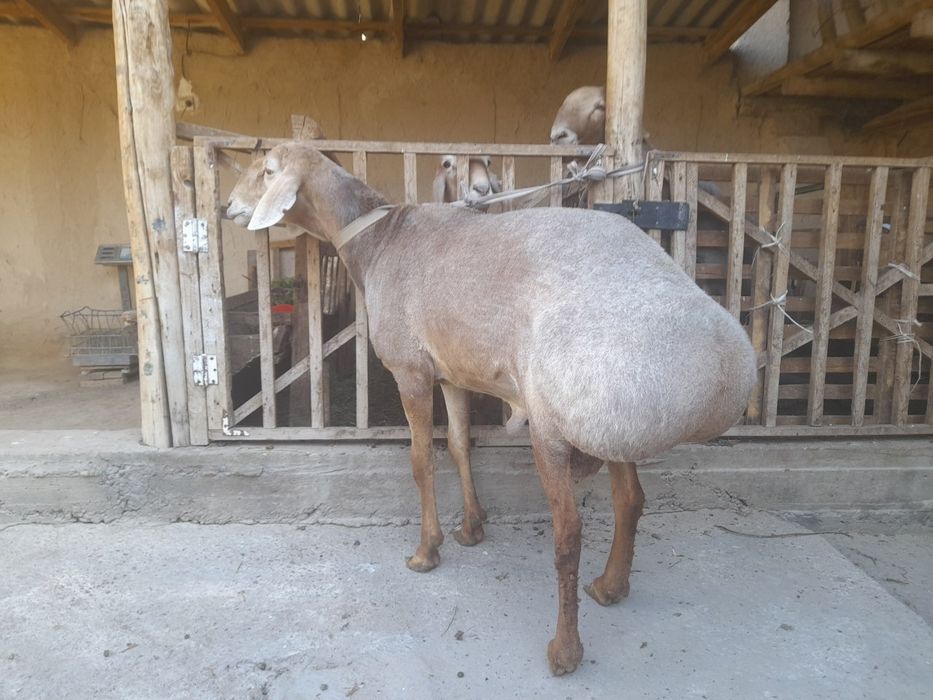 Edilbay qoʻchqorlar sotiladi zot oliwga zur,quloqlari butun qurbonlik