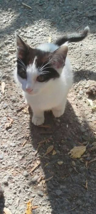 Котята, Мальчики! В добрые руки!