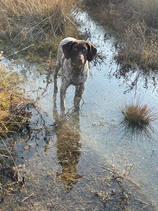 Курдсхаар чистокровный
