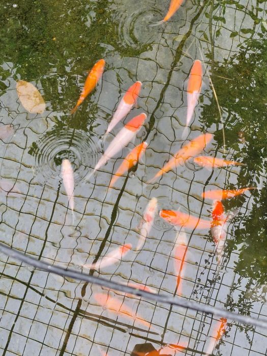 Vand  crapi koy puiet.