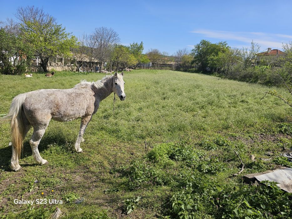 Продава се Къща в с. Петров дол, Област Варна - 2500 кв.м за 12 €/кв.м - Снимка #4