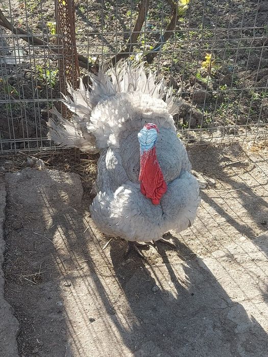 Vând curcă și curcani