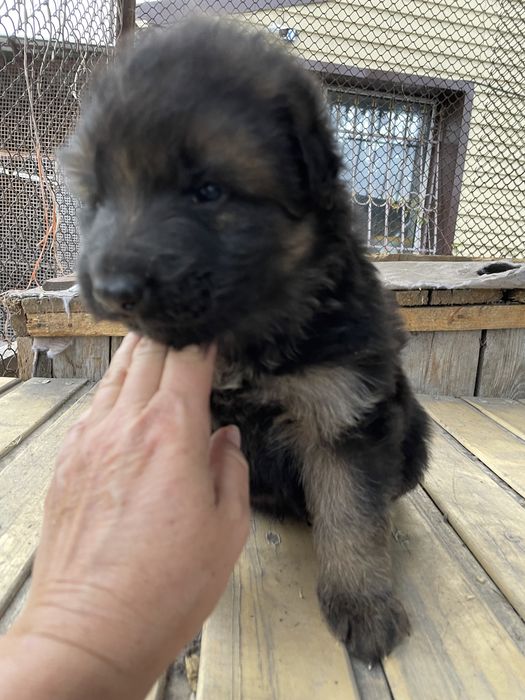 Щенки немецкой овчарки