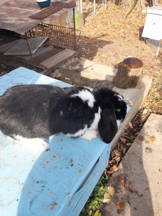 Кролики французский баран