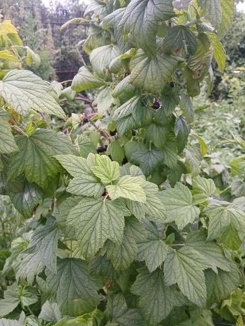 Продаю дачу в ДО Черемушки