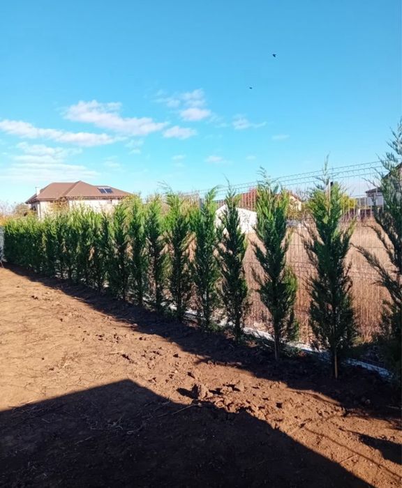 Mesteacan / Leylandii / Platan