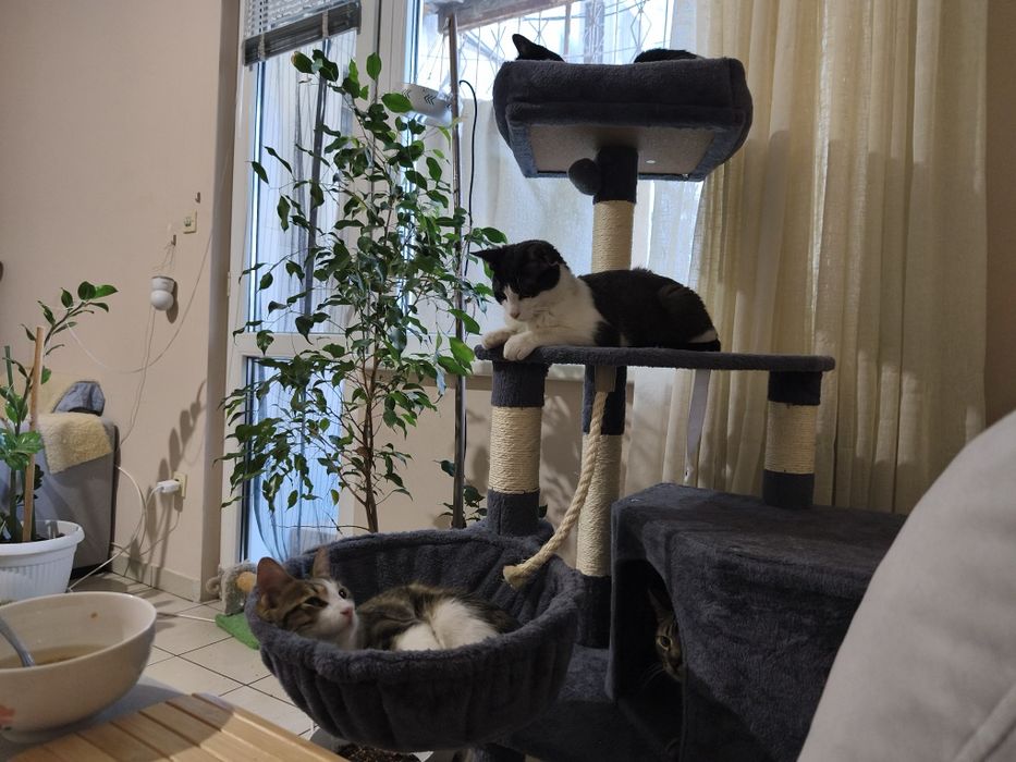 Момче и момиче две котета от улицата търсят  своя човек