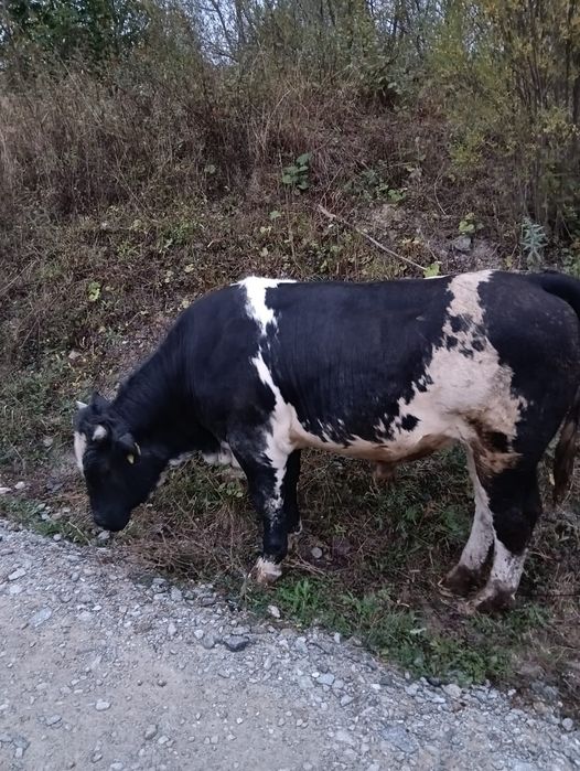 Vând vițel metiș albastru belgian