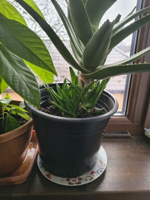 Vând aloe Vera și avocado