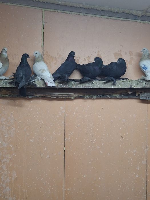 Продам голубей игра гребля тяга