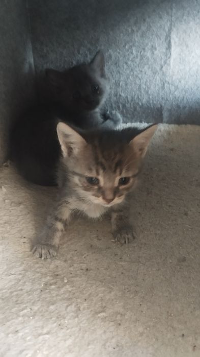 Отдам котят в хорошие руки