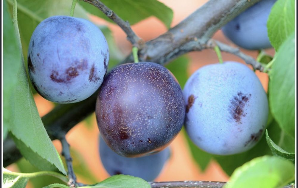 Prune de vanzare- de tuică si de masă