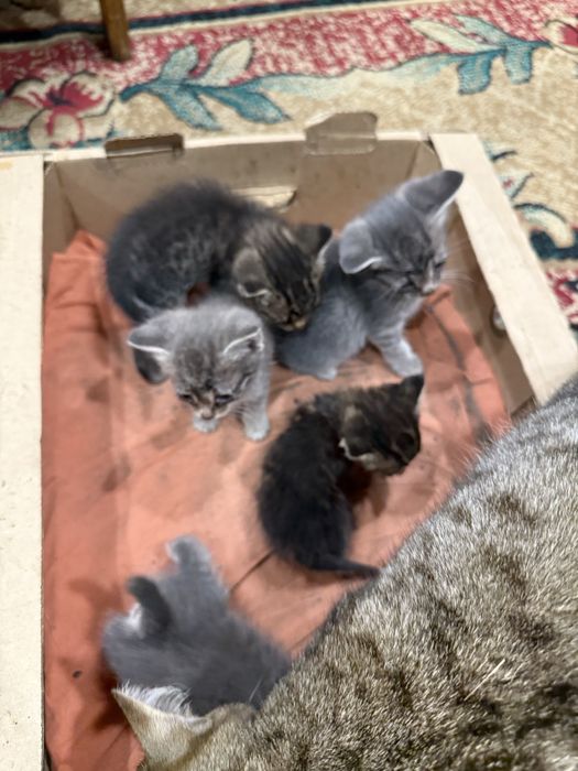 Котята бесплатно