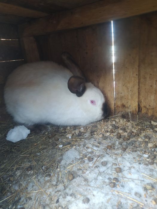 Продам Кроликов Филадельфия.