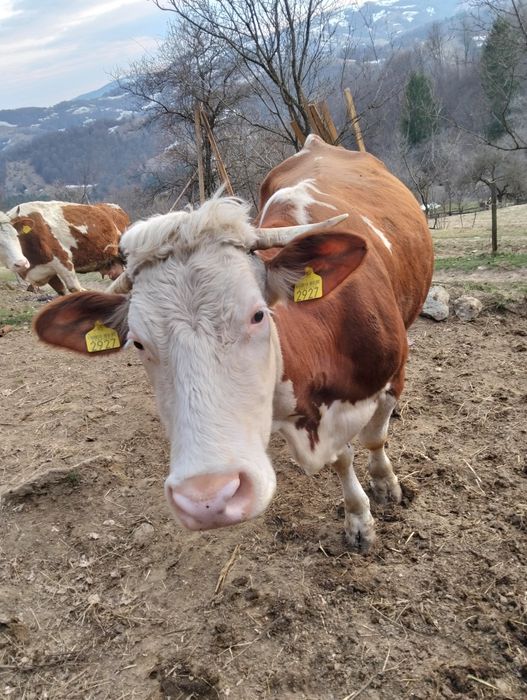 Vând vacă cu vițel, a treia fătare.