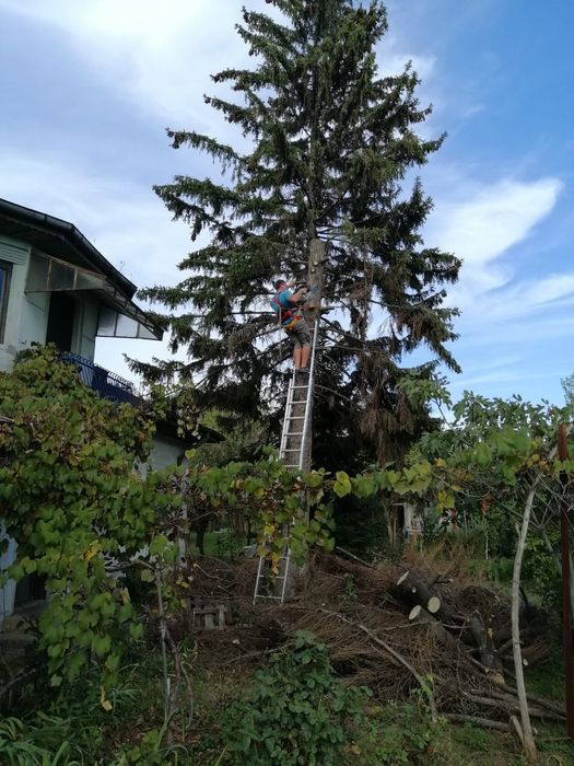 Dobor si toaletez pomi