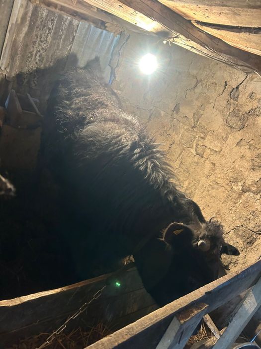 Срочно продам бычка годовалого