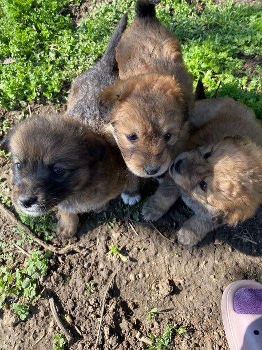 Donez căței talie medie