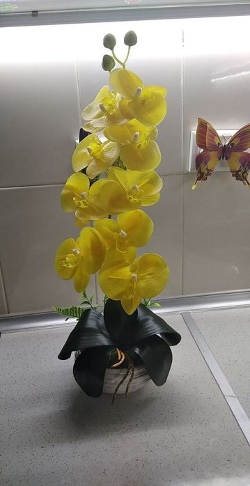 Boyin frantsuz etuklar porno