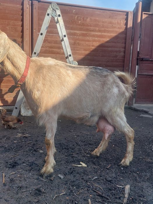 Vând capre   de lapte