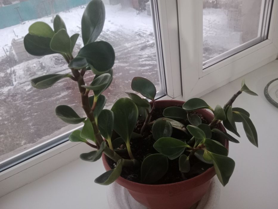 Продам цветы.Цены от 500 и выше.