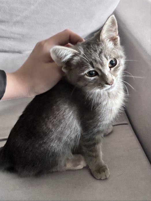 Котёнок девочка ищет любящую семью!