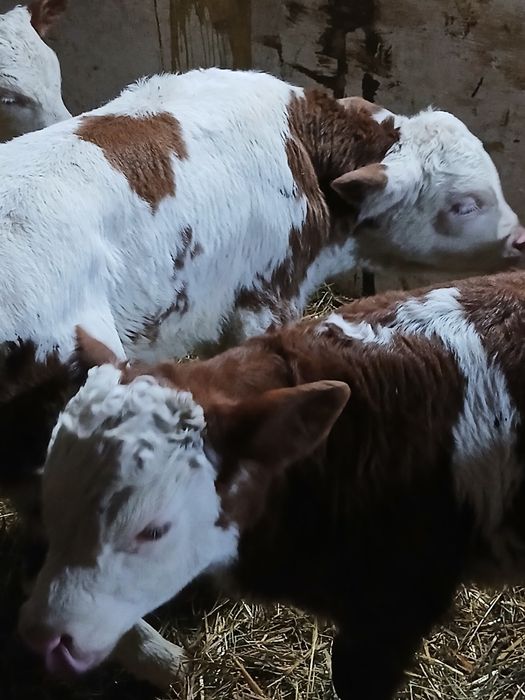 Taurasi Baltati între 3 și 5 saptamani