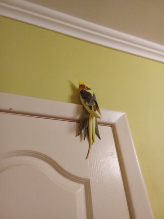 Продается корелла нимва