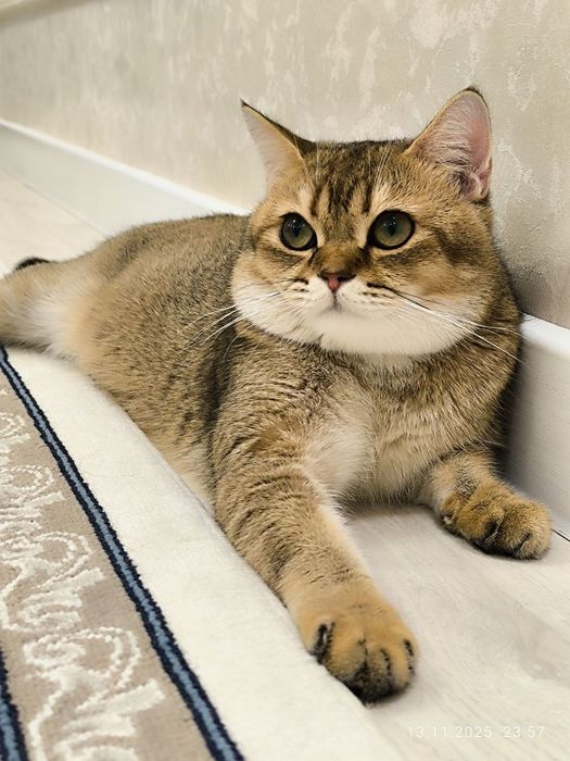 Продается кот срочно!