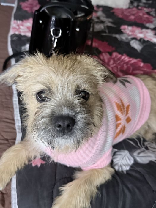 Подарявам куче смеска