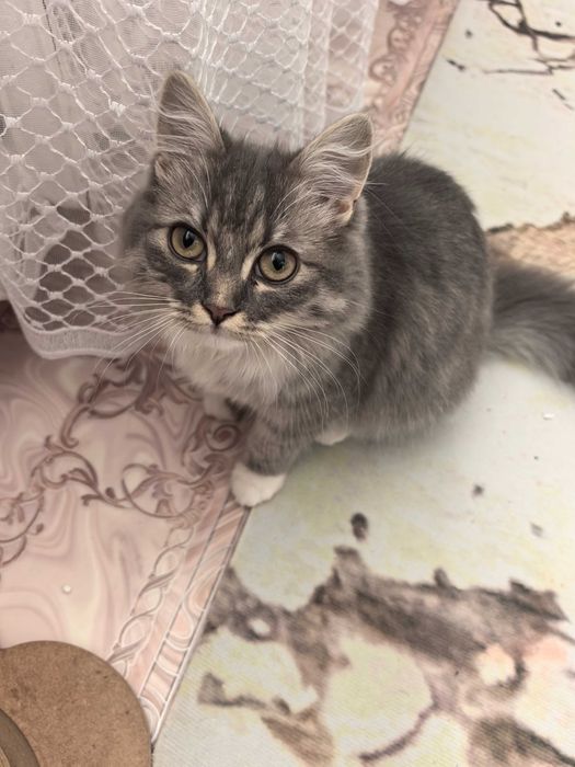 Продам кошечку к лодлодку приучена