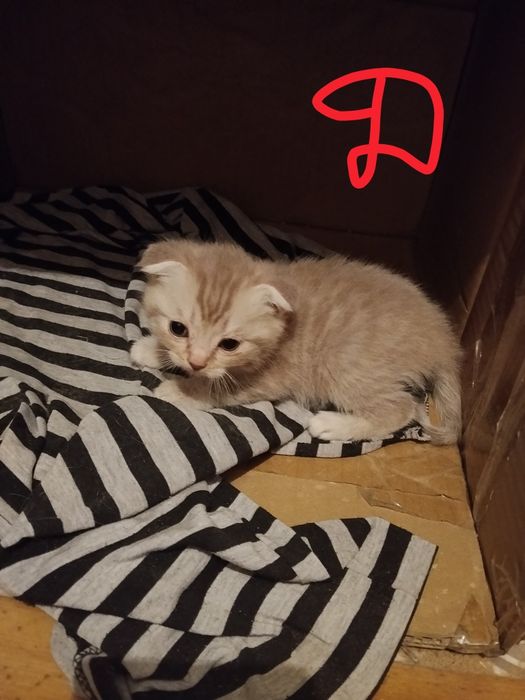 Котята от Вислоухой кошки.