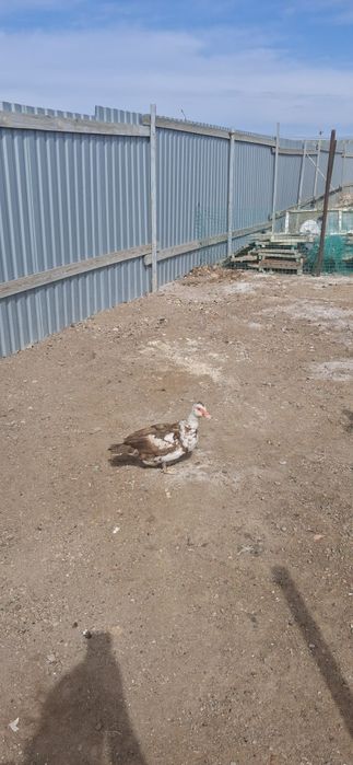 Продам Индоутку ей год