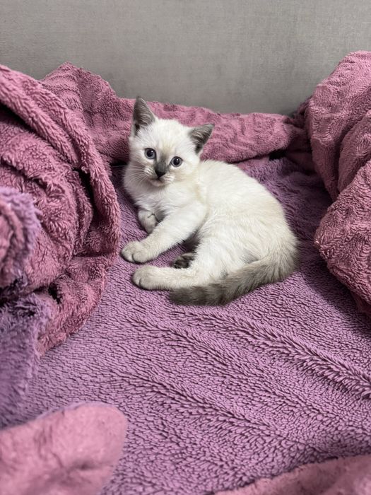 Котенок британский