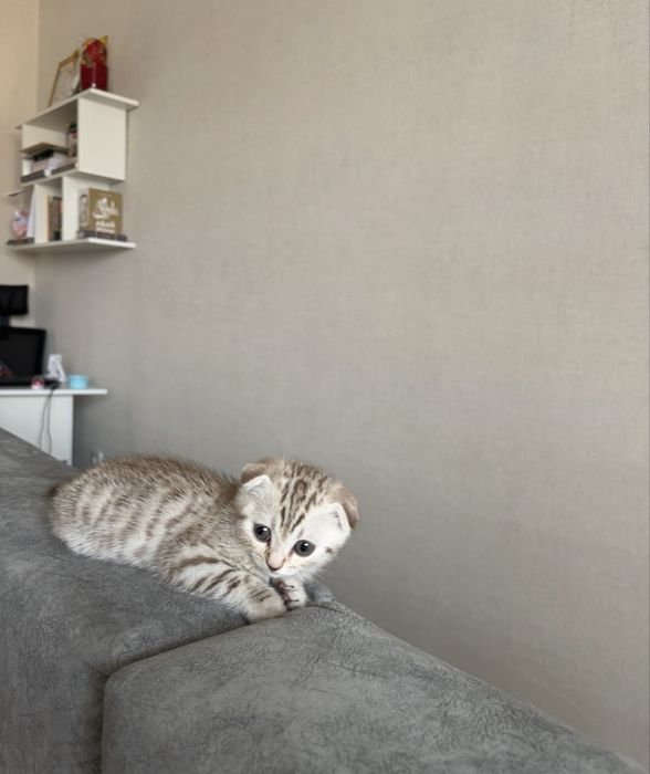 Шотландец котенок